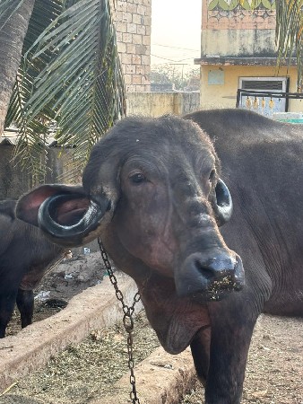 थंबनेल 3