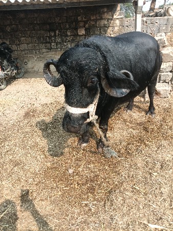 ભેશ 2 વેતર