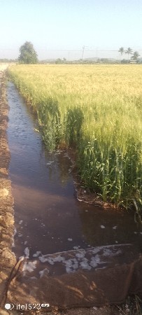 જનીન.વેસવાછે.દસવીઘા