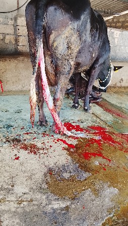 थंबनेल 4