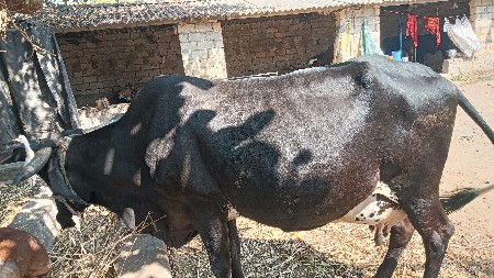 ગયા વેચવા ની છે