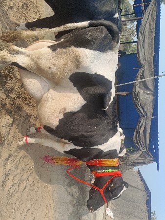 અઠવાડિયું કાચી