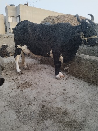 थंबनेल 2