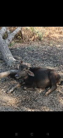 થંબનેલ 3