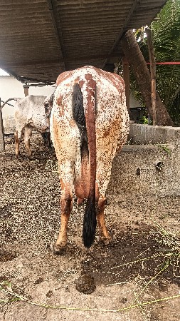 ગાય વેશવાની સે