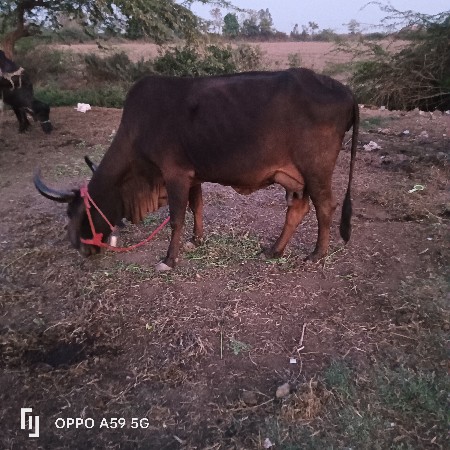 કવલી ગાય વેચવાની છે વેતર 3