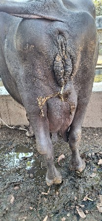 ભેસ વેચવાની