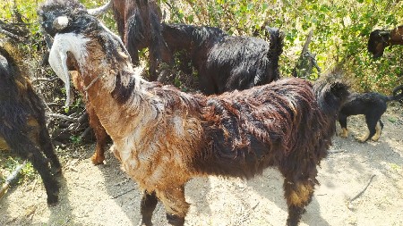 બકરાં વેચવા નાં છે