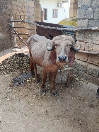 થંબનેલ 2