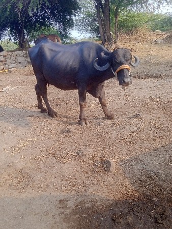 थंबनेल 2