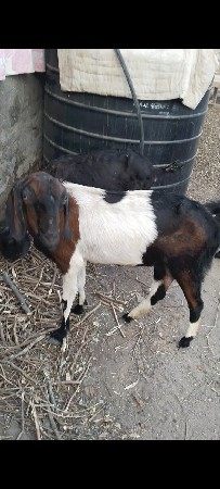 પતિરી બકરી બોડી