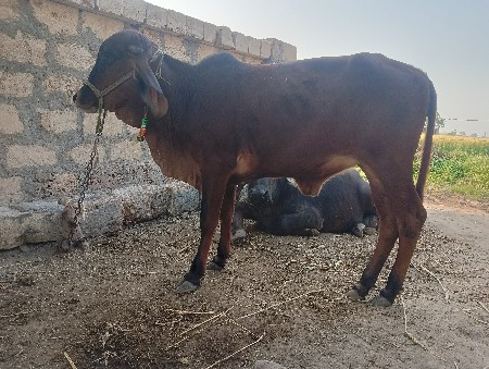 વાસડી વેસવાનિછે