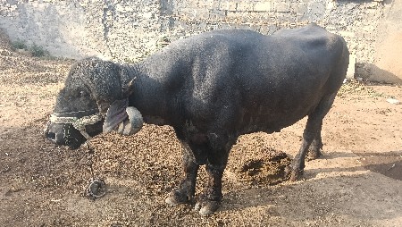 થંબનેલ 2