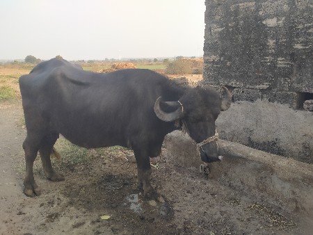 थंबनेल 3