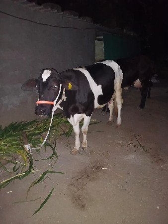 આ ગાયો આપવાની છે