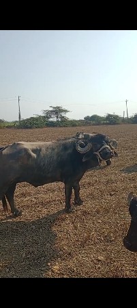 थंबनेल 3