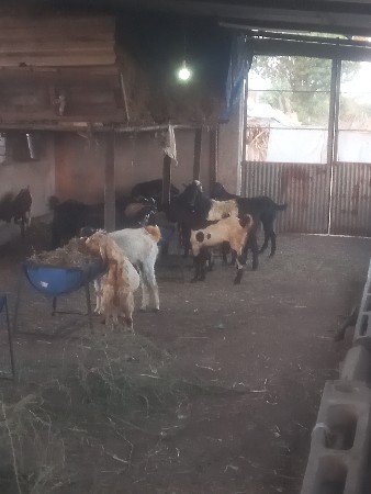 bakra dewana che 8160511238