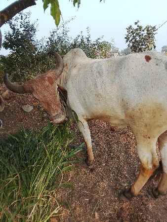 थंबनेल 3