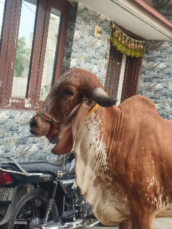 थंबनेल 3