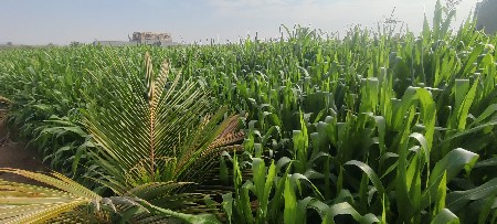 મકાઇ વેસવાની સે. 90