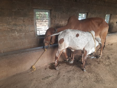 ગાઇ વેસવાની શે 4 મયાના ધામ  સે