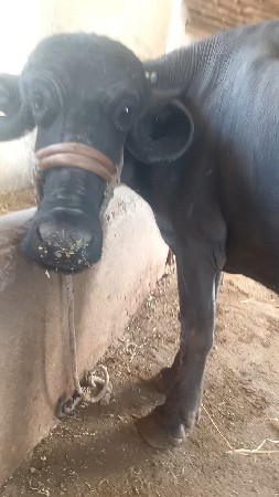 ભેંસ વેચવાની છે