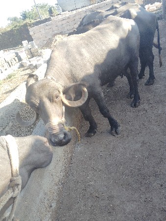 pelu vetar ghar ni khadeli