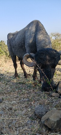 બીજું વેતર વિયાસે