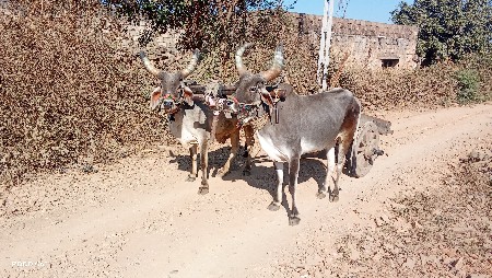 ગોઢલા વેચવાના છે