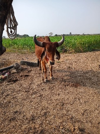 थंबनेल 3