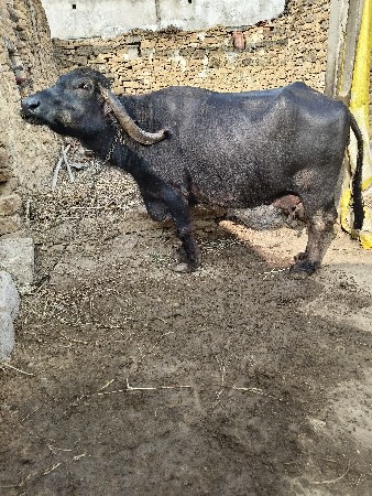 દેવભૂમિ દ્વારકા જિલ્લો તાલુકો કલ્ય