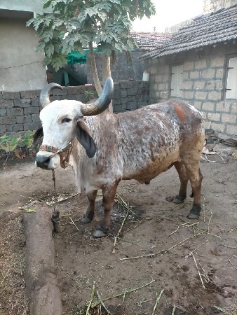 થંબનેલ 2