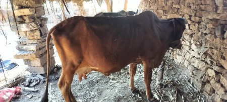 થંબનેલ 3