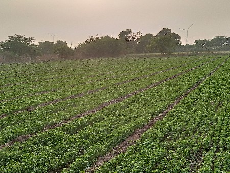 26-27 દીવસ ની મેથી સે ને ની