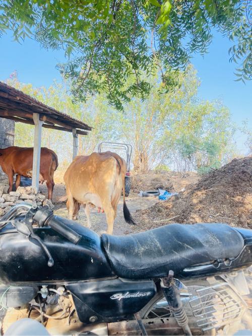 Jarsi gay vesvani se