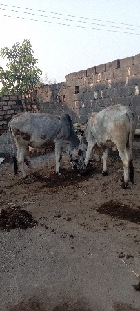 ગોઢલા વેચવાના છે