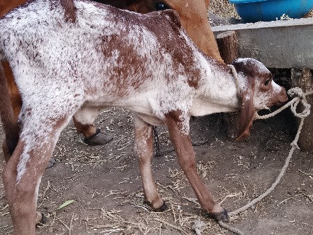 પેલું.વેતર.નીછે.વાછડી