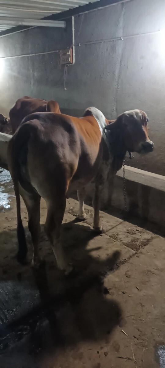 થંબનેલ 3