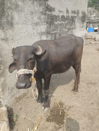 थंबनेल 3