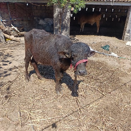 થંબનેલ 3