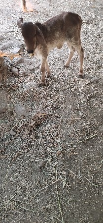 ગાય વેચવાની છે