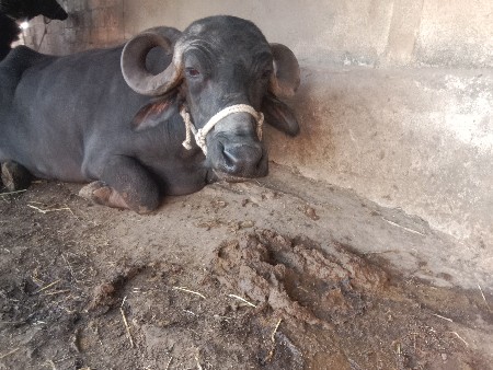 વેચવાની છે