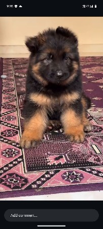 વેચવાના છે