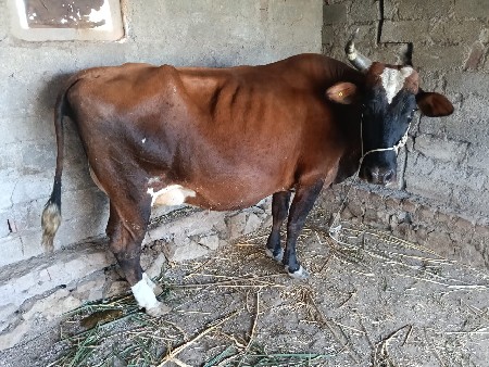 थंबनेल 3