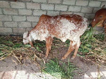 થંબનેલ 3