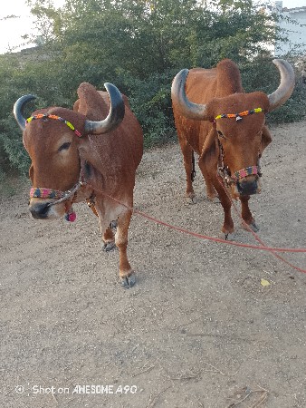 થંબનેલ 3