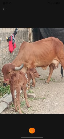 થંબનેલ 3