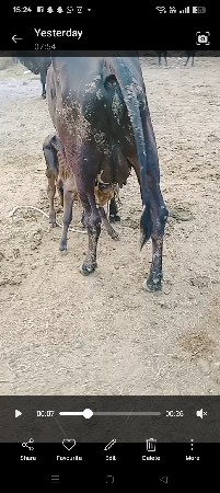 थंबनेल 3