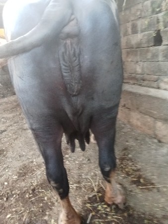 15.  20. દિવસ ની કાચી છે