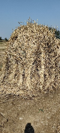 નિરણ વેચવાની છે